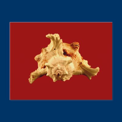 Murex Ramosus Postcards by roimim