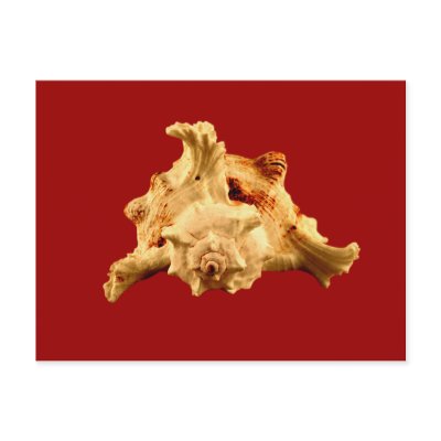 Murex Ramosus Postcards by roimim