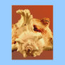 Murex Ramosus Post Card