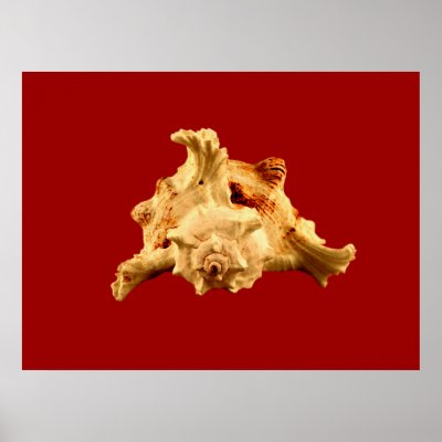 Murex Ramosus Poster by roimim