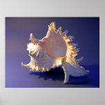 Murex ramosus Seashell Print