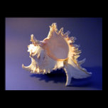 Murex ramosus Seashell posters