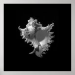 Murex Ramosus Seashell Print
