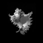 Murex Ramosus Seashell posters