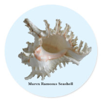 Murex Ramosus Seashell Stickers
