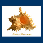 Murex Ramous Poster