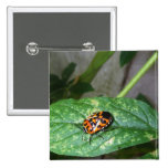 Murgantia Histrionica - Harlequin Bug Button