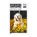 Murphy postage