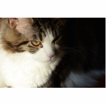 Murphy the Maine Coon photo sculpture