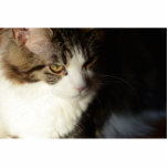 Murphy the Maine Coon photo sculpture