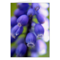 Muscari (Grape hyacinth) cards