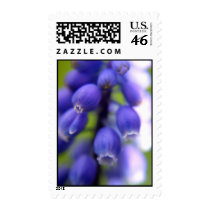 Muscari (Grape hyacinth) stamps