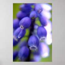 Muscari (Grape hyacinth) posters