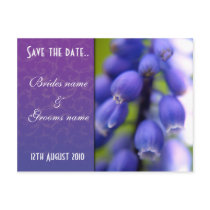 Muscari Save the date postcard postcards