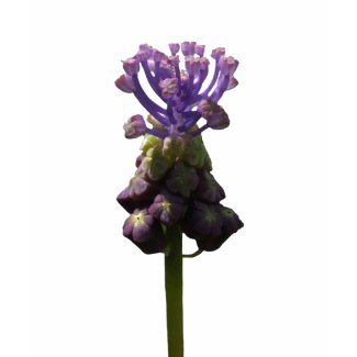 Muscari Tshirt shirt