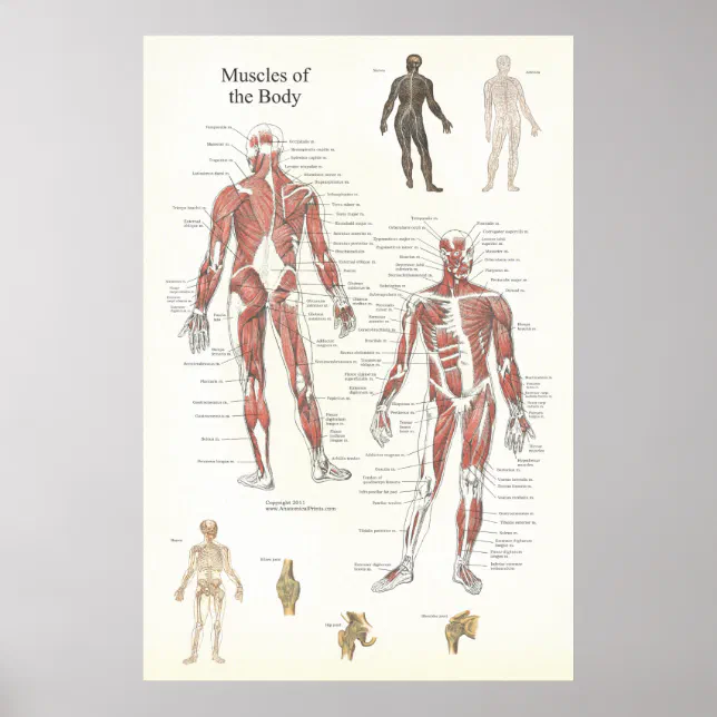 Muscle Anatomy Poster Anterior And Posterior Zazzle