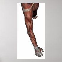 Muscle of man poster