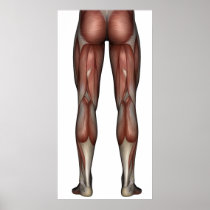 Muscle of man poster