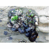 Muscles Barnicles photo sculptures by lifesphere Muscles Barnicles photo sculptures