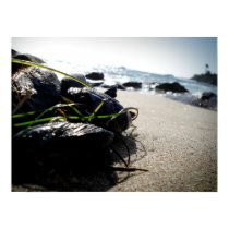 Muscles by the Sea posters