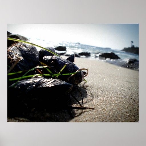 Muscles by the Sea Poster Zazzle