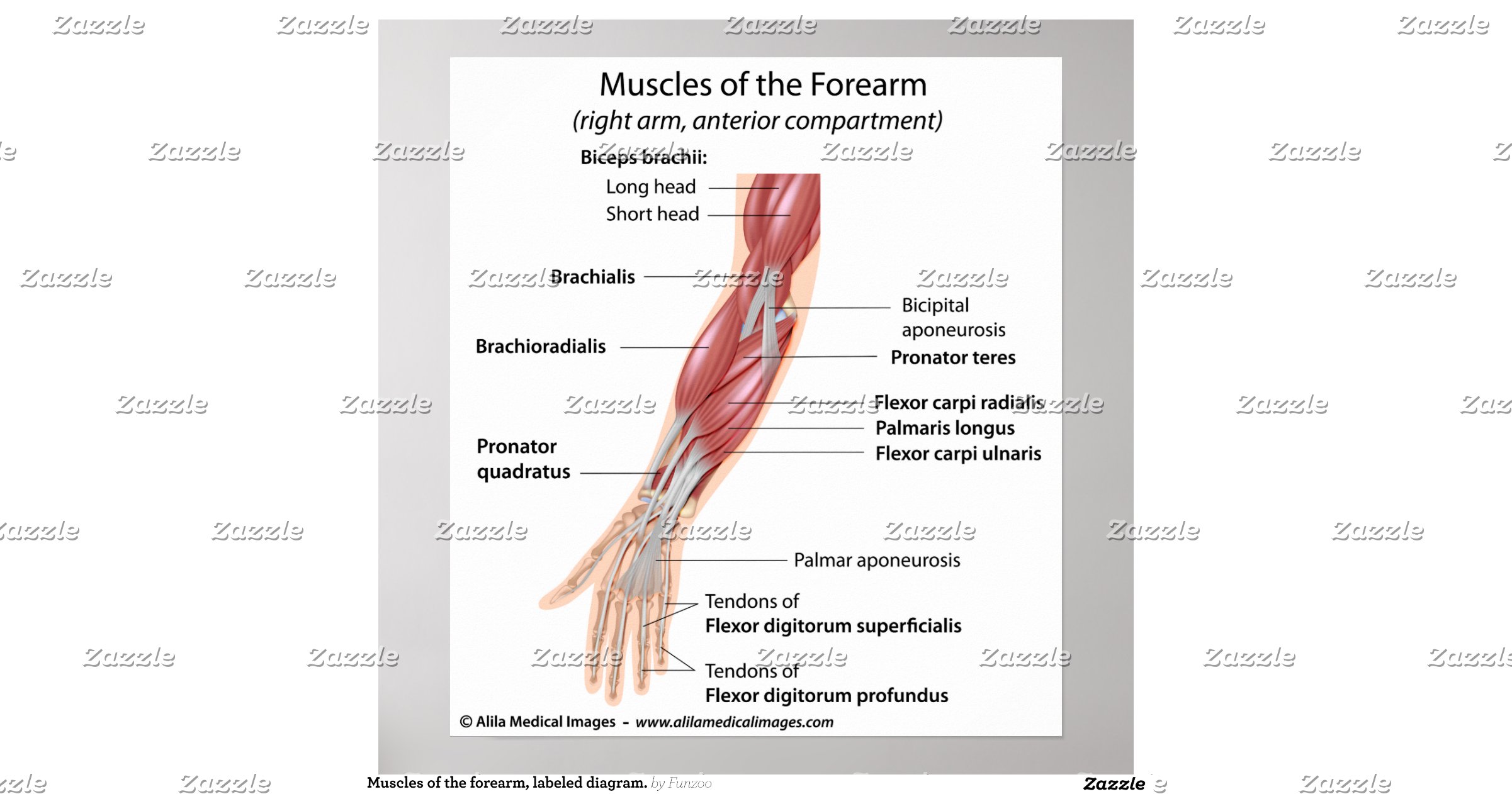 muscle of the arm and forearm labeled