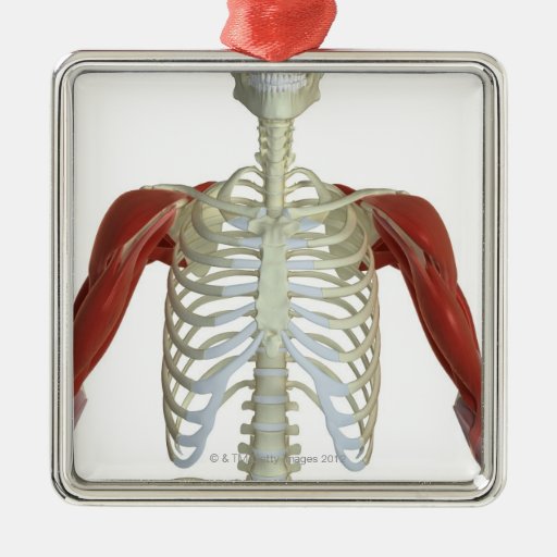 Muscles of the Shoulder 2 Christmas Tree Ornaments Zazzle