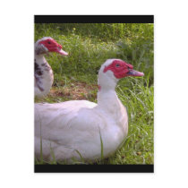 Muscovy Drakes post cards postcards