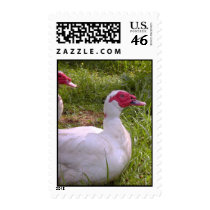 Muscovy Drakes postage stamps