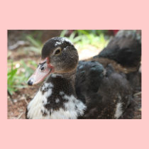 Muscovy Duck Canvas Print posters
