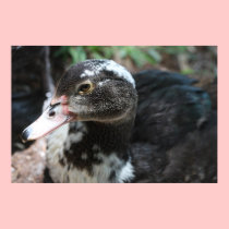 Muscovy Duck Canvas Print, Version B posters