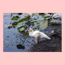 Muscovy Duck on Shore Canvas Print posters