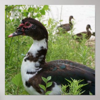 Muscovy duck Poster print