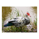 Muscovy Duck Print