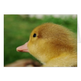 Muscovy Duckling card