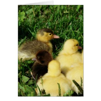Muscovy Ducklings card