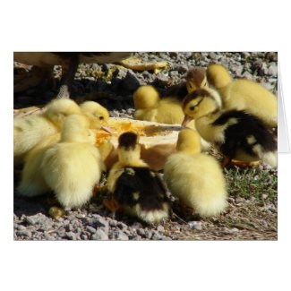Muscovy Ducklings Eat A Treat card