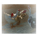 Muscovy ducks posters