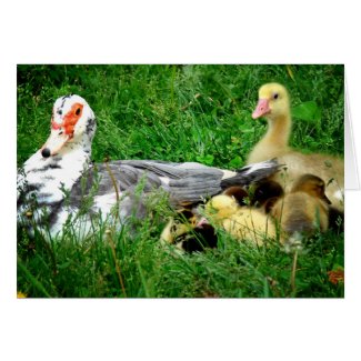 Muscovy Family card