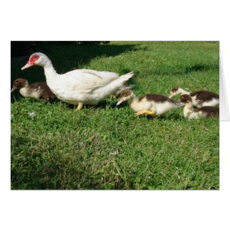 Muscovy Hen and Ducklings card