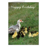 Muscovy Hen With Ducklings, Happy Birthday! Card