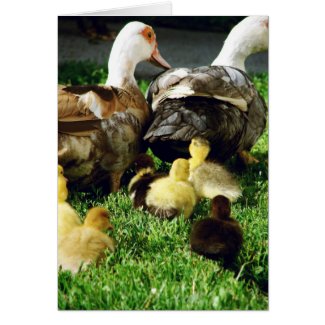 Muscovy Hens and Ducklings card