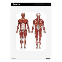 Muscular system, front and back decals for the iPad 2