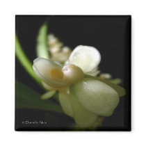 Muse Magnet by photosbydaniellenice Muse Magnet