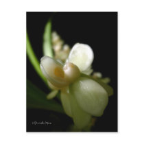 Muse Postcard by photosbydaniellenice Muse Postcard