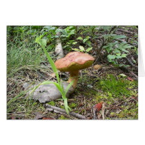 Mushroom10 cards
