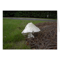 Mushroom11 cards