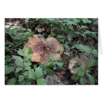 Mushroom12 cards