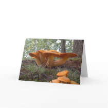 Mushroom13 cards