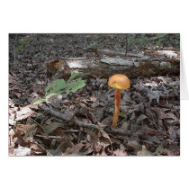 Mushroom14 cards